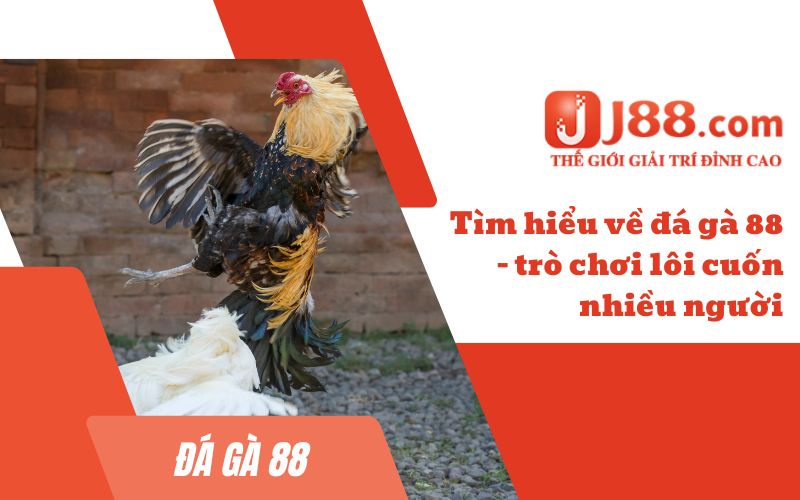 Tìm hiểu về đá gà 88 - trò chơi lôi cuốn nhiều người